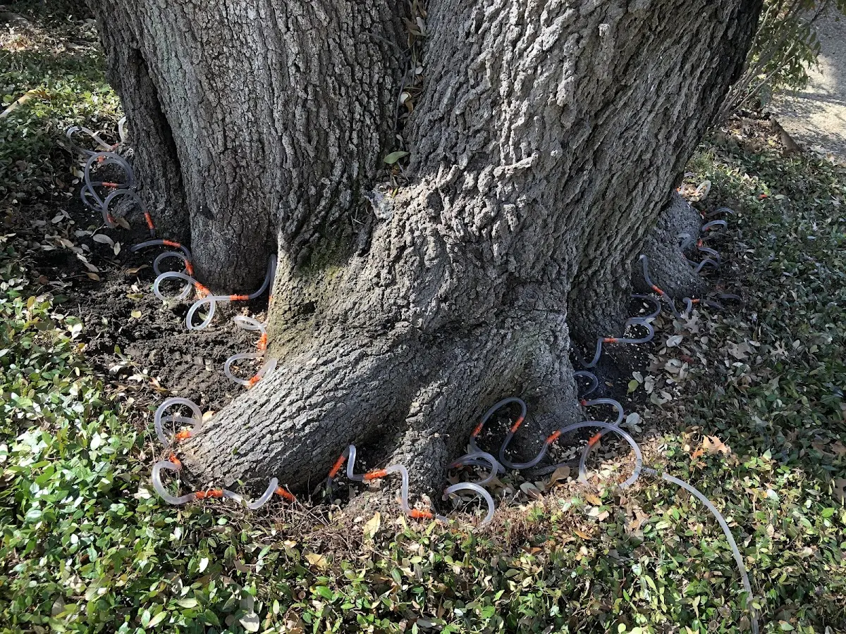 Detailed Shrub and Hedge Trimming job site in Austwell