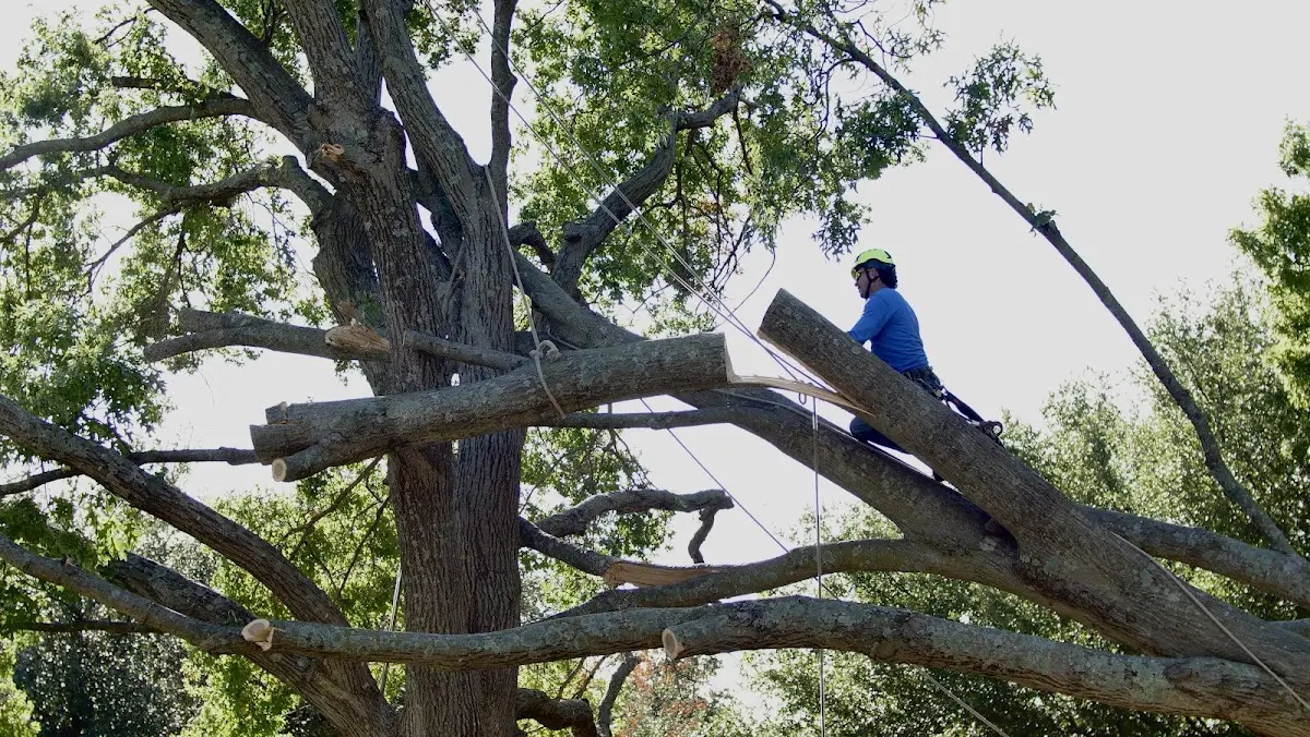 Professional Hazardous Tree Removal performed by certified arborists in Austwell
