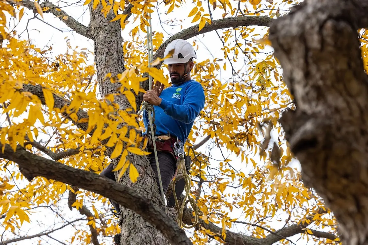 Skilled Dead Tree Removal crew working in Austwell